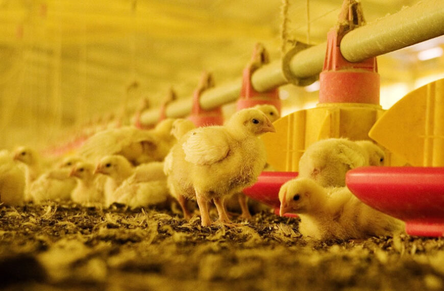 Sanidad aviar: La importancia de informar sospechas de enfermedades
