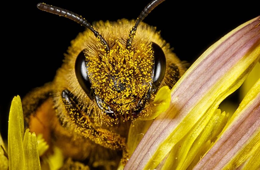 Abejas en peligro: las amenazas que acechan a las aliadas del ambiente y la productividad