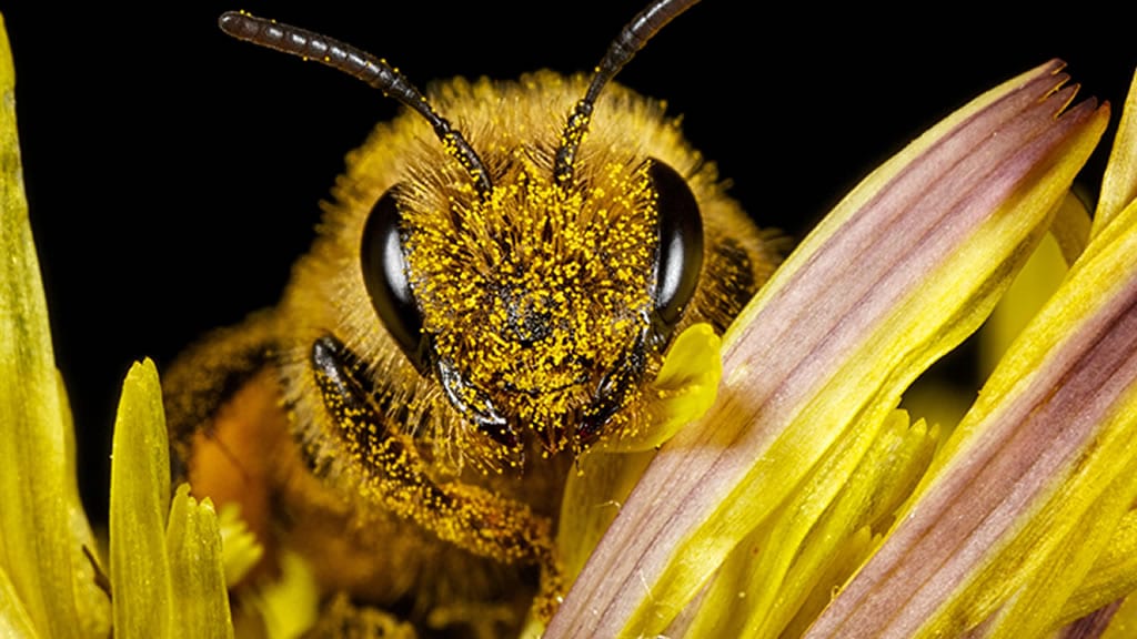 Limpieza y canibalismo: con videos, muestran detalles desconocidos de la abeja melífera
