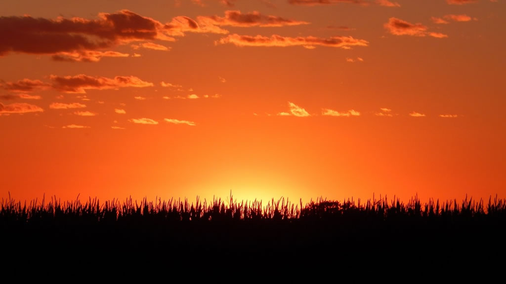 Radiografía del campo argentino: ¿Por qué el país perdió más del 25% de sus explotaciones agropecuarias en menos de 20 años?