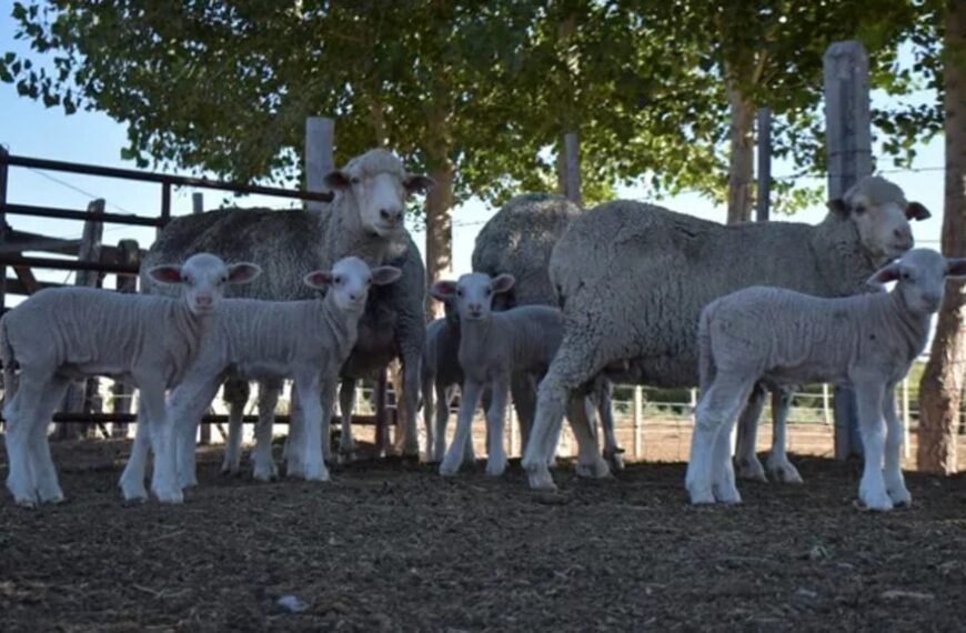 “In vitro”: nacieron cinco corderos patagónicos tras optimizar la tecnología y acortar el proceso