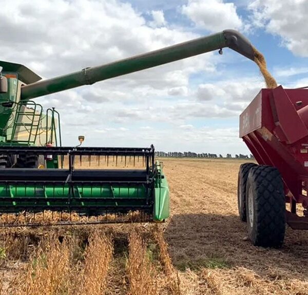 La cosecha de soja sube 300 mil toneladas gracias al buen desempeño de las siembras de segunda