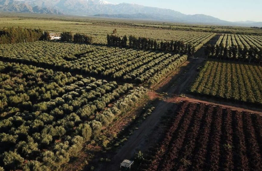 Desarrollan la primera planta que elabora biocombustible con residuos de olivos