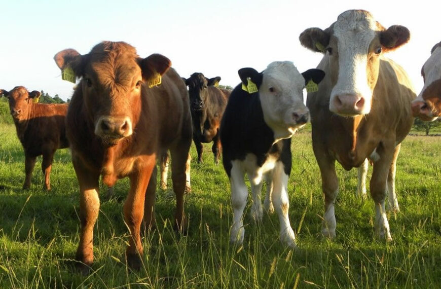 Seleccionar animales con base a rasgos de bienestar a fin de que el establo sea más sano y productivo