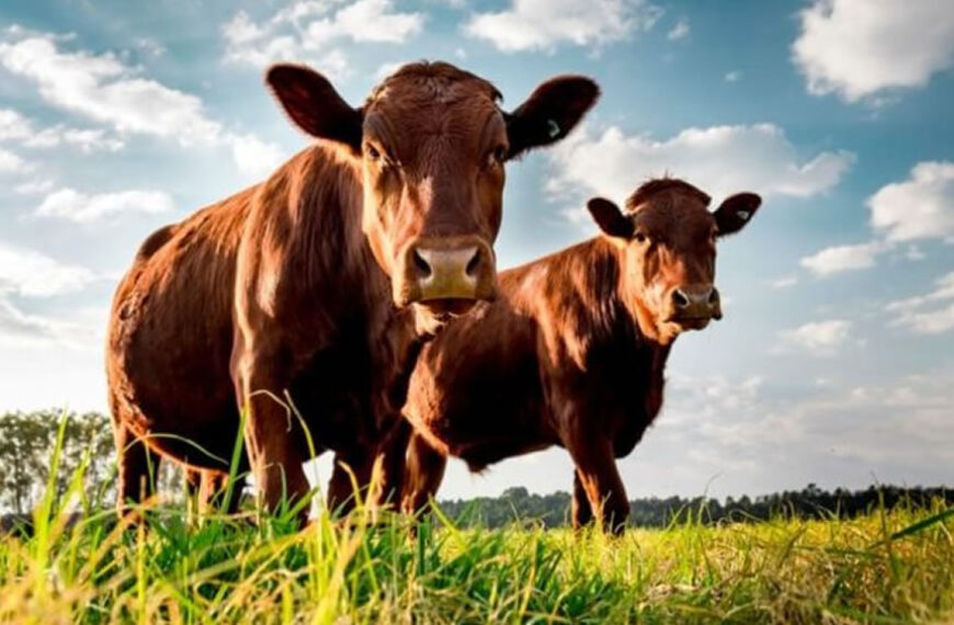 Carne: avanza el acuerdo entre Gobierno y el sector ganadero
