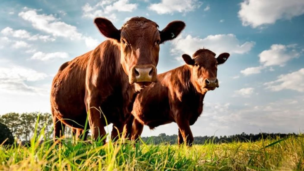 Carne: a 15 años del último cierre de exportaciones, recuerdan que se perdieron 11 millones de cabezas del stock ganadero