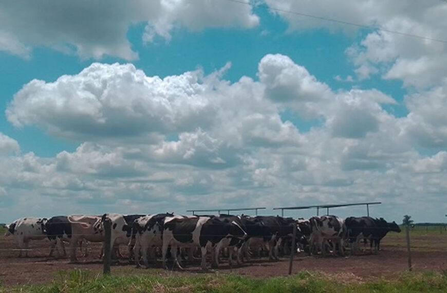 Caso de éxito lechero: una cabaña de Holando que logró una vaca de 88 litros diarios