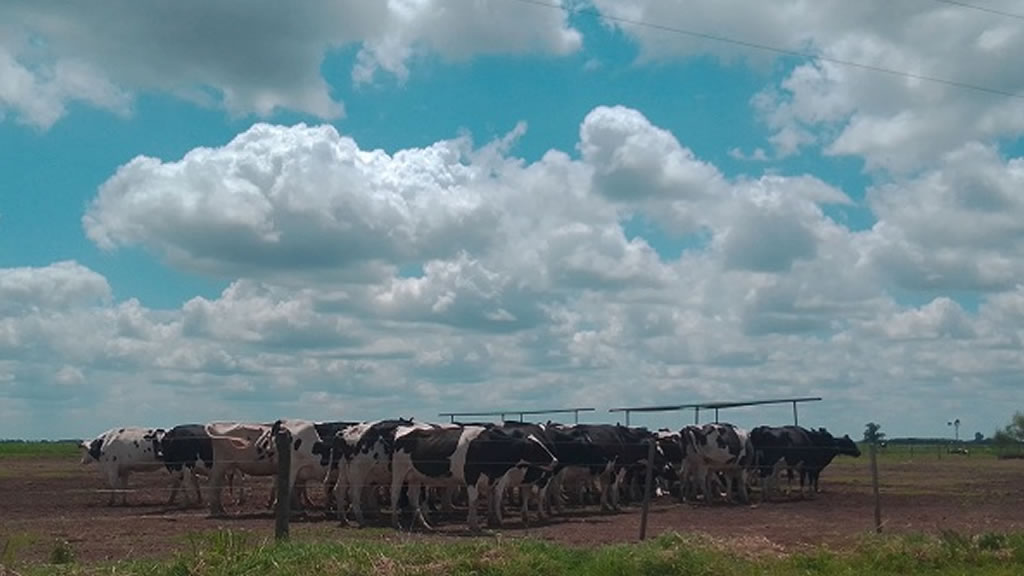 Caso de éxito lechero: una cabaña de Holando que logró una vaca de 88 litros diarios