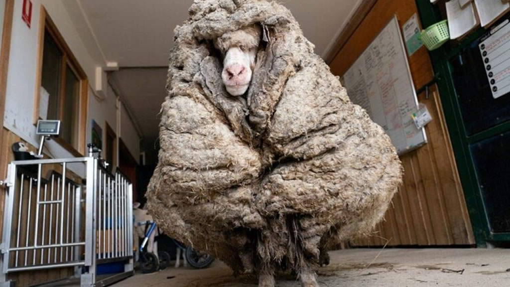 Esquilaron a una oveja con 35 kilos de lana, pero no alcanzó para batir el récord mundial
