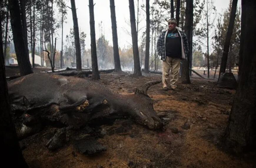 Incendios en la Patagonia: hallaron muerto junto a su caballo y el perro a un peón rural