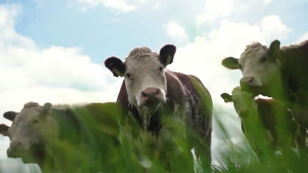 Irlanda relanza el novillo de raza Hereford alimentado de pastos