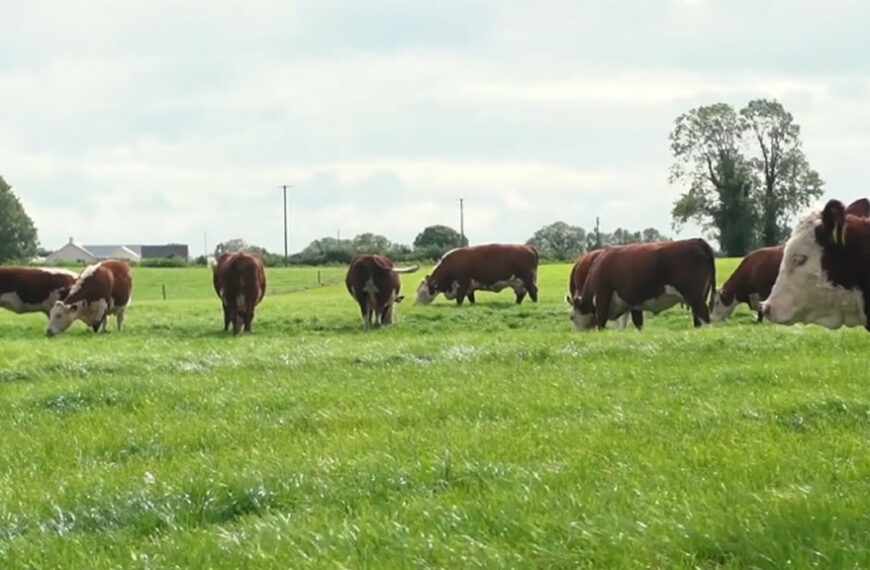 Satisfacción en Irlanda por contar con una IGP para la carne de vacuno alimentada con pasto