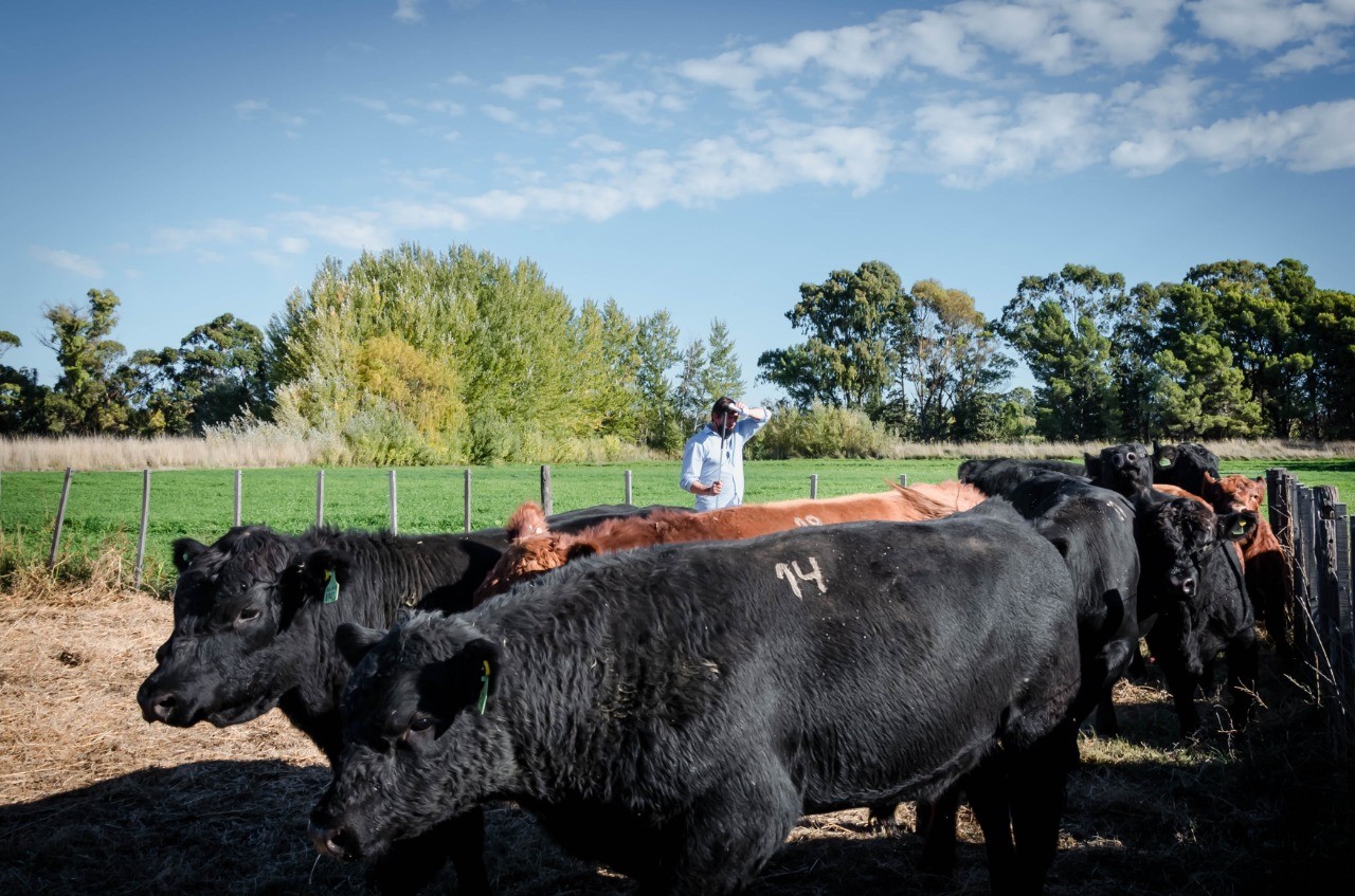 Los toros Angus se prueban en la Patagonia