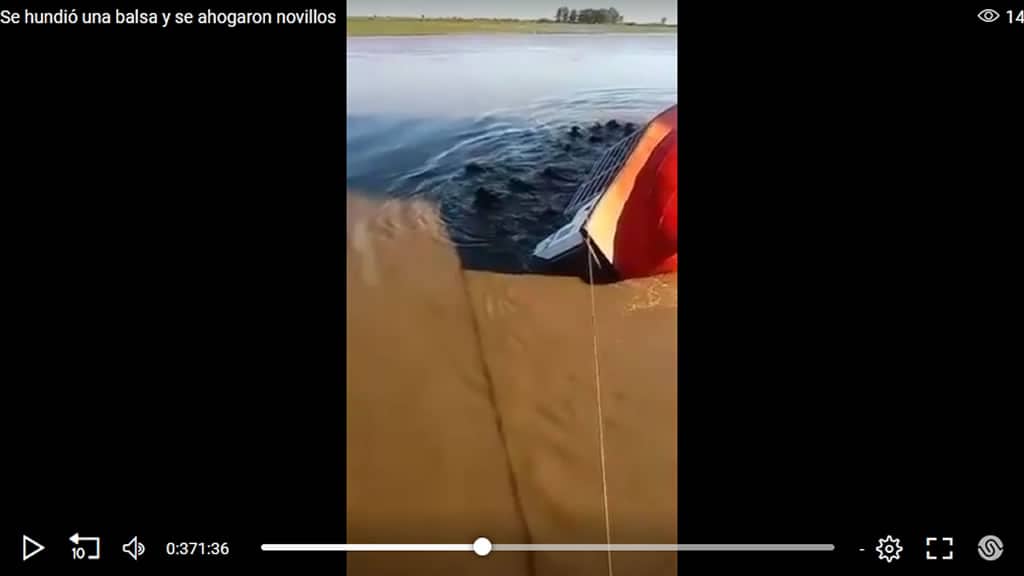 Video | Novillos de exportación se ahogaron en el río al volcar una balsa