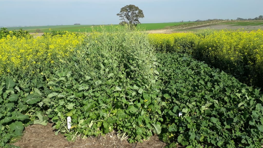 Carinata, un cultivo para diversificar secuencias agrícolas