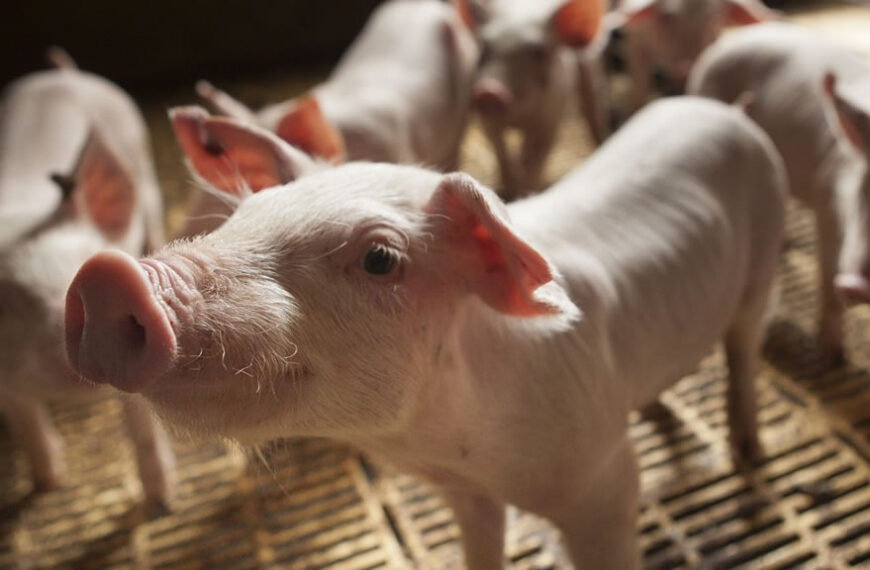 Granjas porcinas: los sistemas de emergencia y alarma que recomiendan especialistas