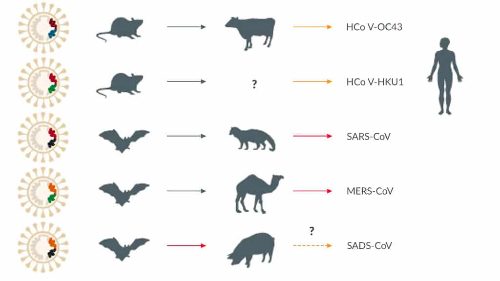 Coronavirus en las diferentes especies