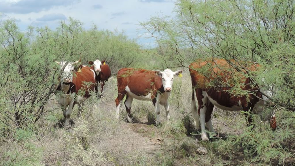 Con buen manejo del rodeo, se pueden reducir un 30 % las emisiones de GEI