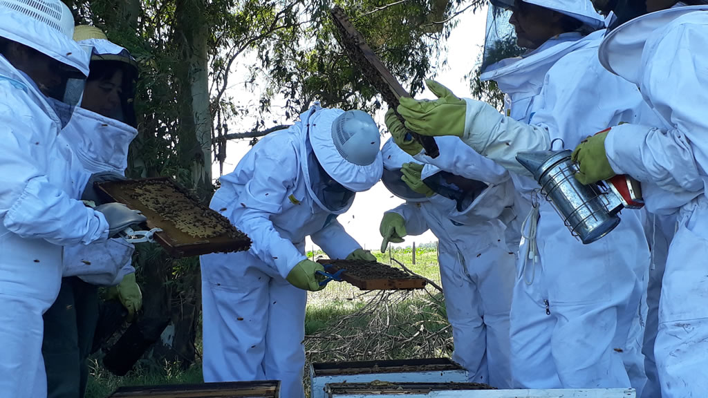 Red de apicultoras apuesta por la igualdad de género