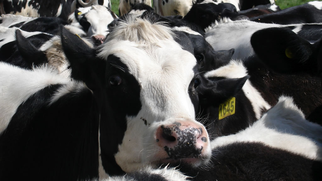 Las vacas también tienen una app para empezar la  dieta: desarollan un plataforma para saber cuántos nutrientes  incorporan con cada alimento