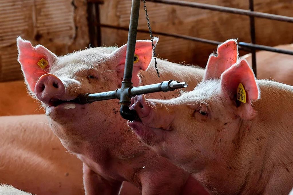 Megacriaderos de cerdos chinos en la Argentina: luces y sombras de un acuerdo secreto