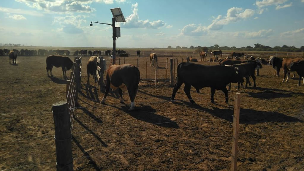 Ganadería 4.0: la producción bovina se recría con algoritmos