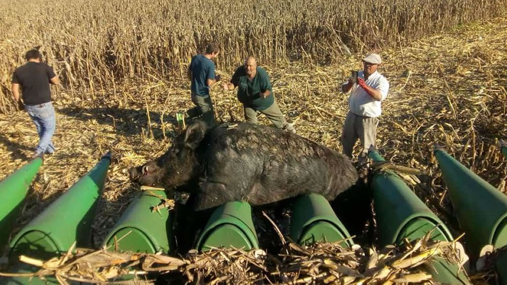 Cosechaban maíz y se les cruzó un enorme jabalí de 270 kilos