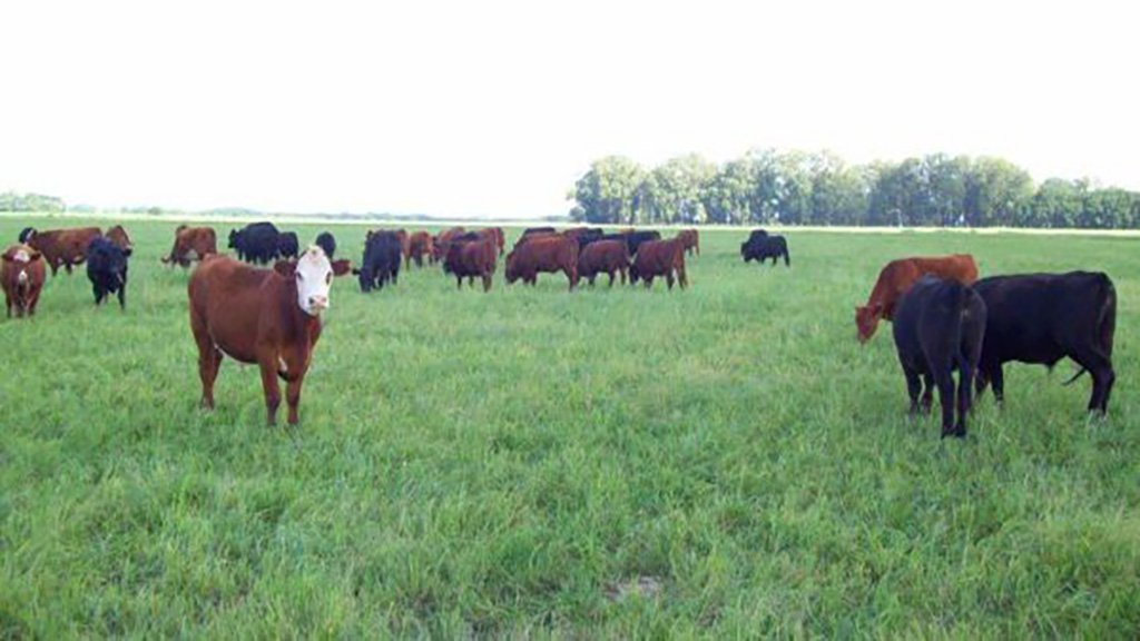 Pautas para planificar la oferta forrajera en campo natural