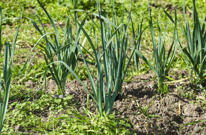 El cultivo de puerro