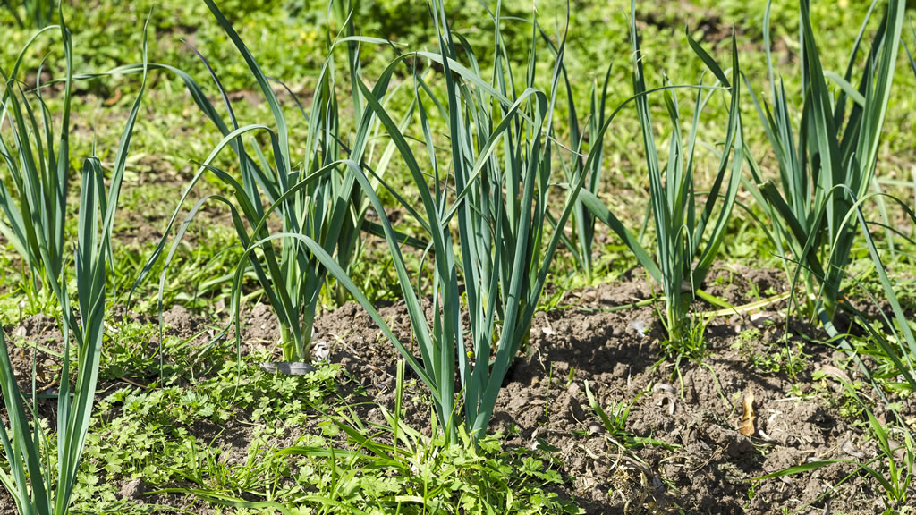 El cultivo de puerro