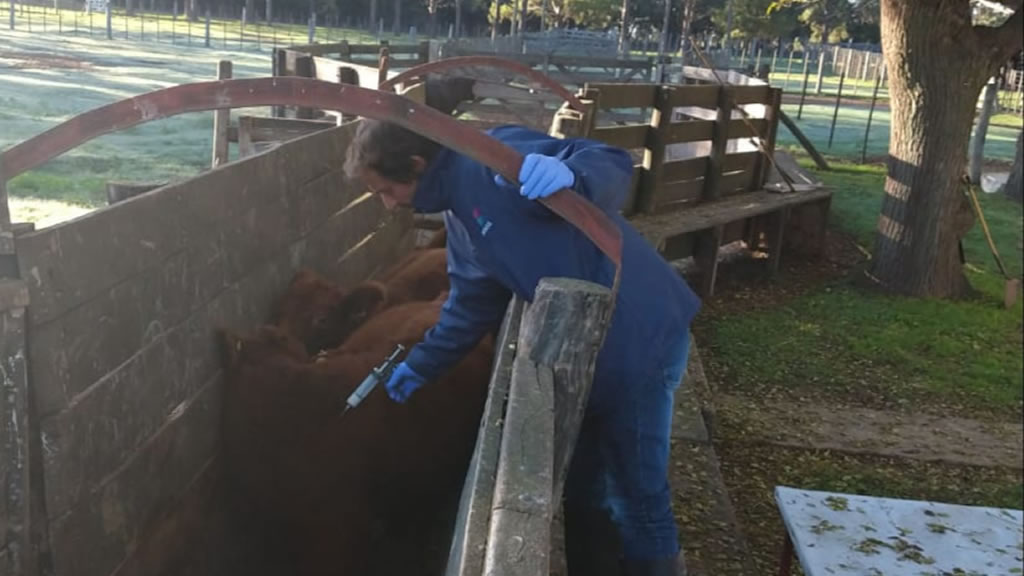 Muestreo a terneros centinela una condición determinante para la exportación