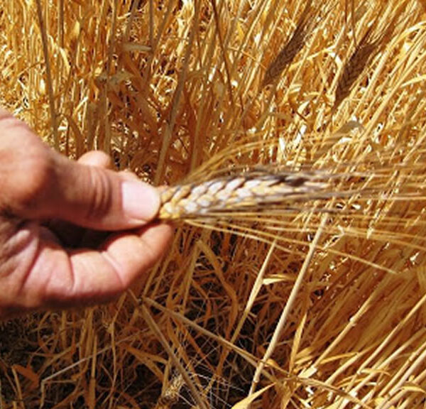 Complicado con el trigo, Brasil compraría más cereal