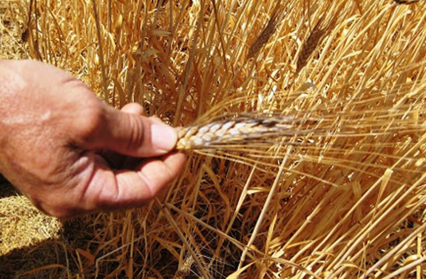 Complicado con el trigo, Brasil compraría más cereal