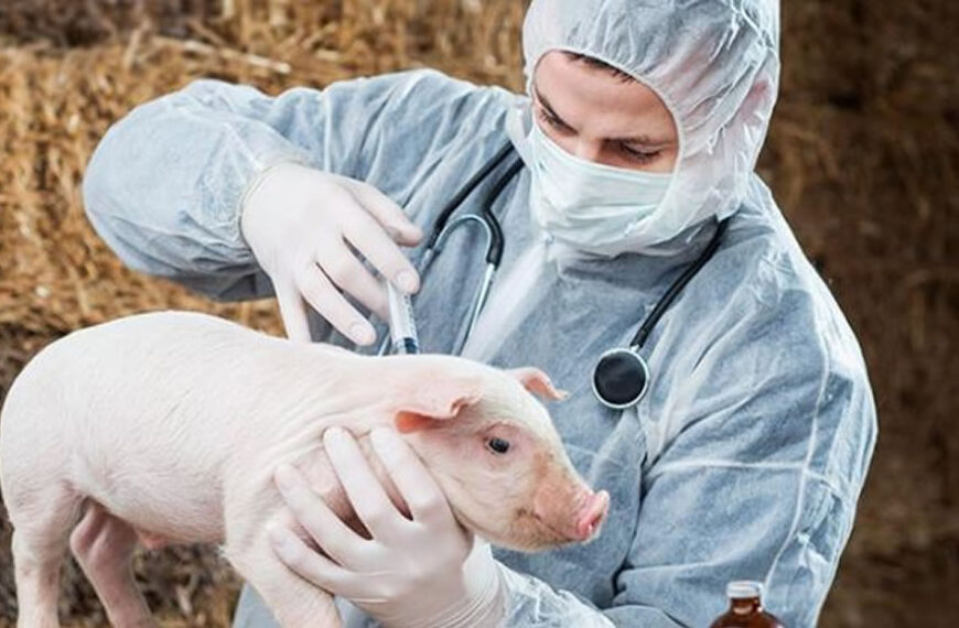 Refuerzan los controles para evitar la entrada de la peste porcina africana