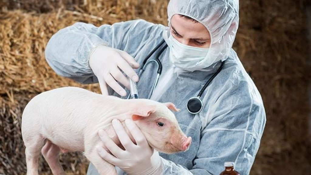 Refuerzan los controles para evitar la entrada de la peste porcina africana
