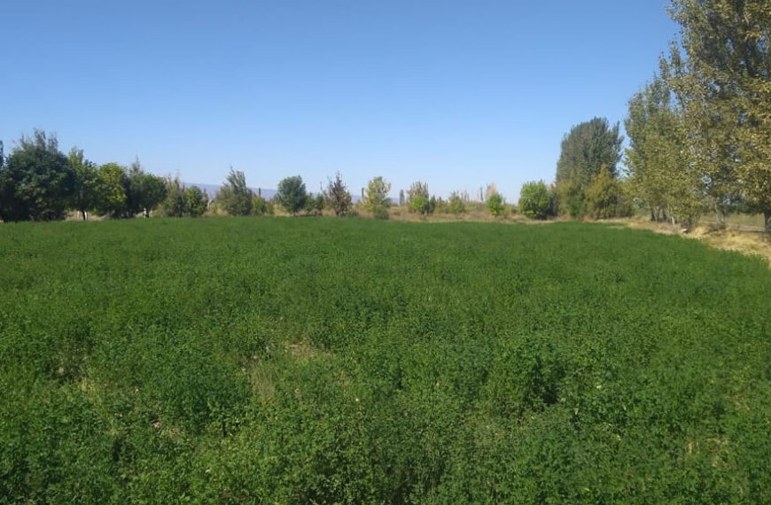 Valle Fértil busca triplicar su cultivo de alfalfa