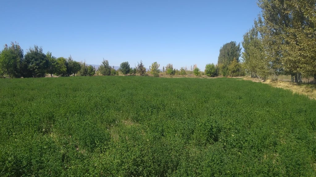 Valle Fértil busca triplicar su cultivo de alfalfa
