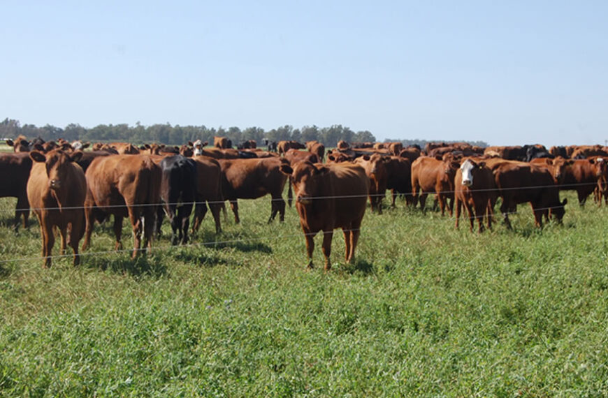 En Mendoza, el cultivo de forrajes crece impulsado por la ganadería