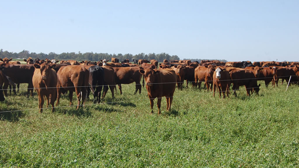 En Mendoza, el cultivo de forrajes crece impulsado por la ganadería