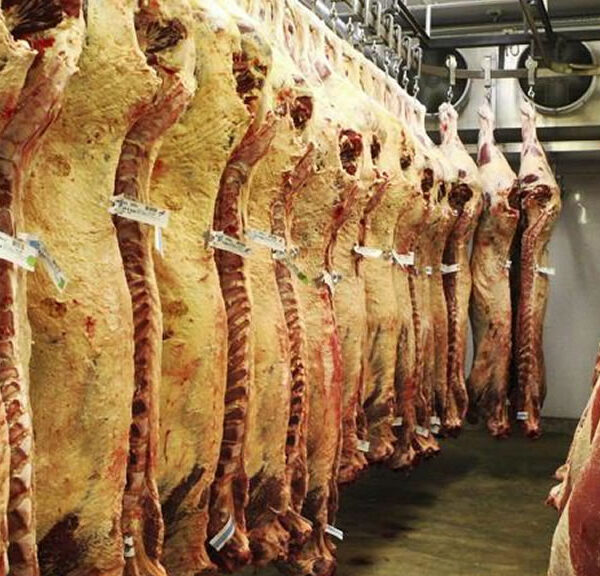 Remates ganaderos: exportadores ponen la lupa en los altos precios y buscan diálogo con consignatarios