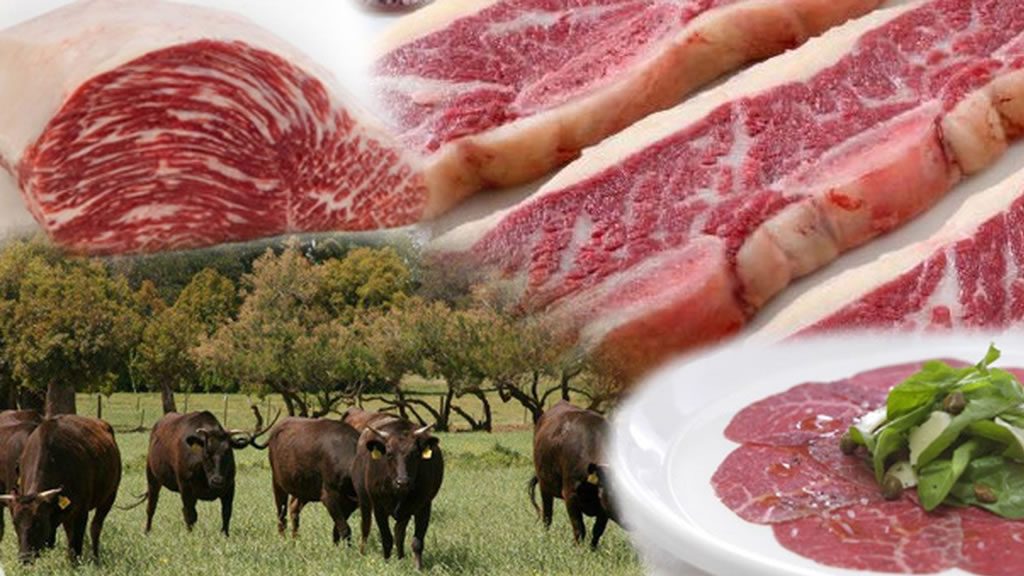 ¿Cuántos kilos de carne puede producir un cultivo de servicio?