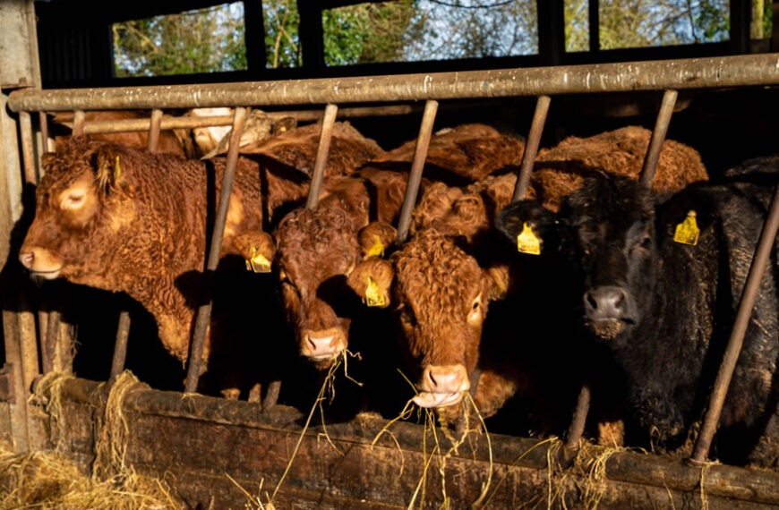 Influencia en la producción animal actual de las creencias de los consumidores y ciudadanos sobre el bienestar animal