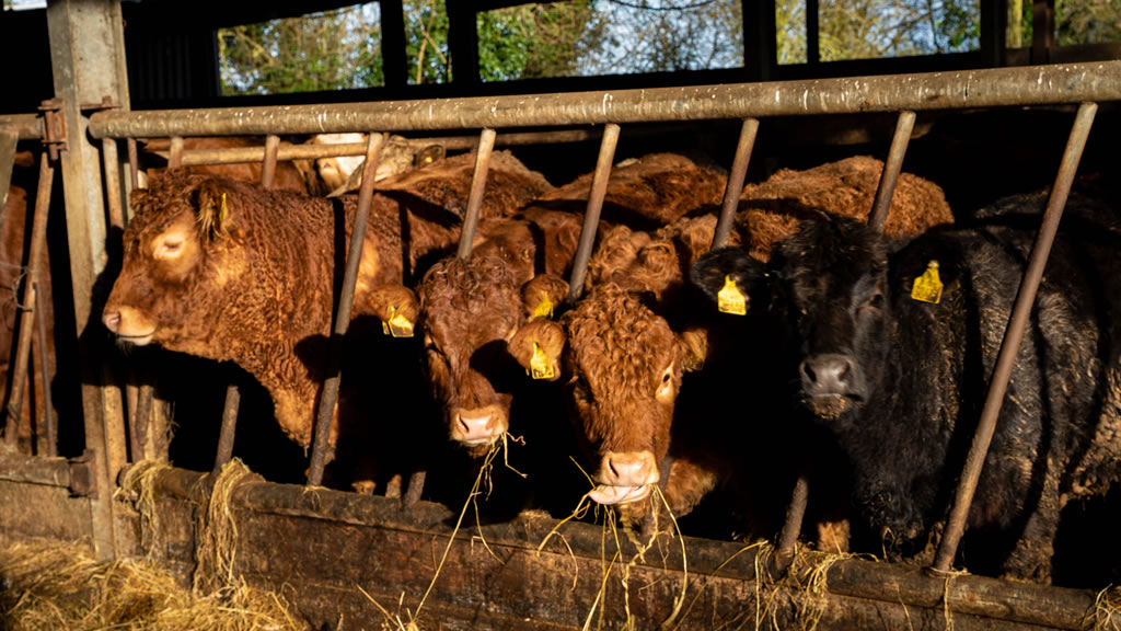 Alerta por casos de carbunco en animales