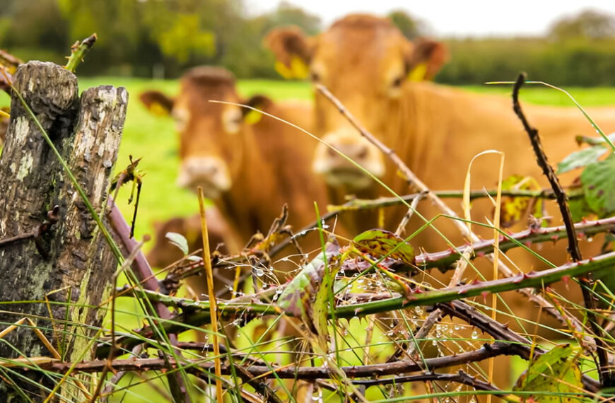 Se recupera la productividad de los campos ganaderos tras las últimas lluvias