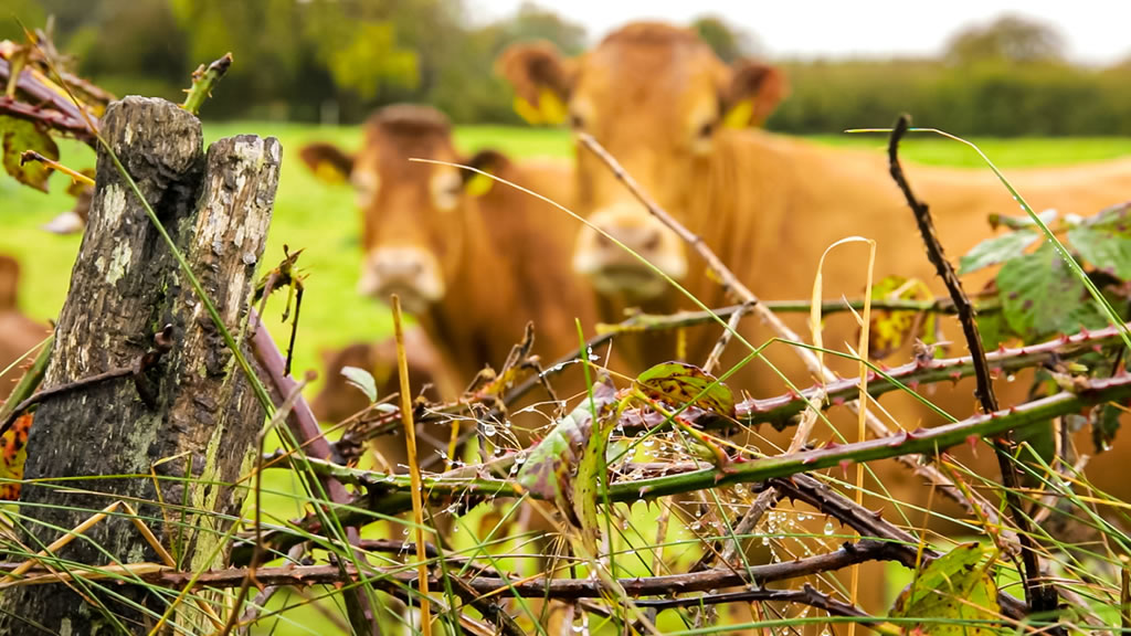 Se recupera la productividad de los campos ganaderos tras las últimas lluvias