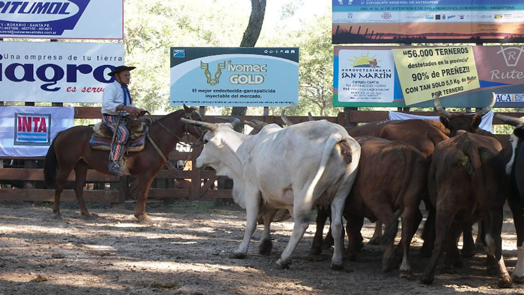 Remates ganaderos a la medida de pequeños productores