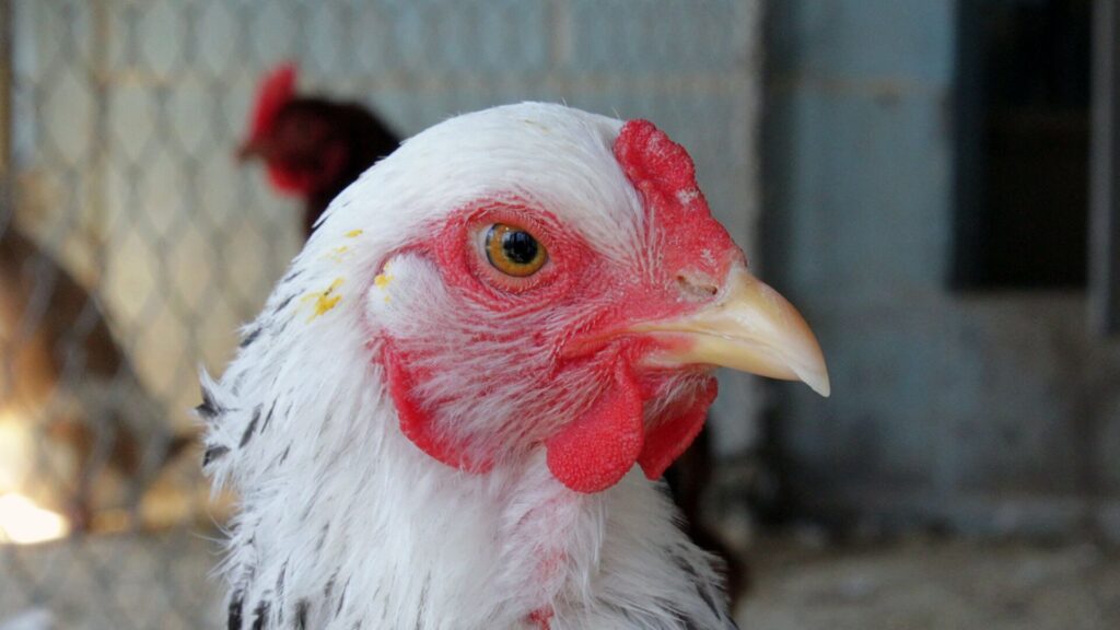 Refuerzan las medidas de vigilancia epidemiológica para evitar el ingreso de influenza aviar