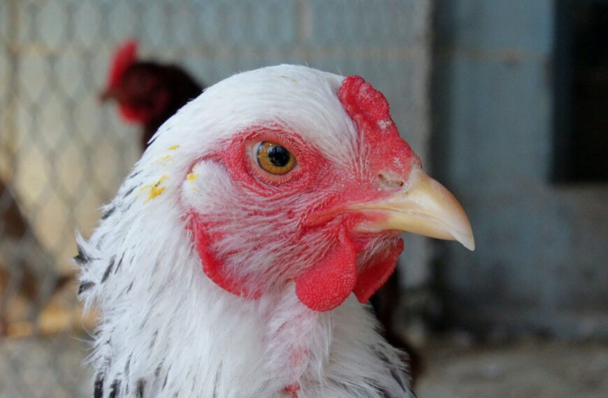 Argentina vuelve a estar libre de Influenza aviar
