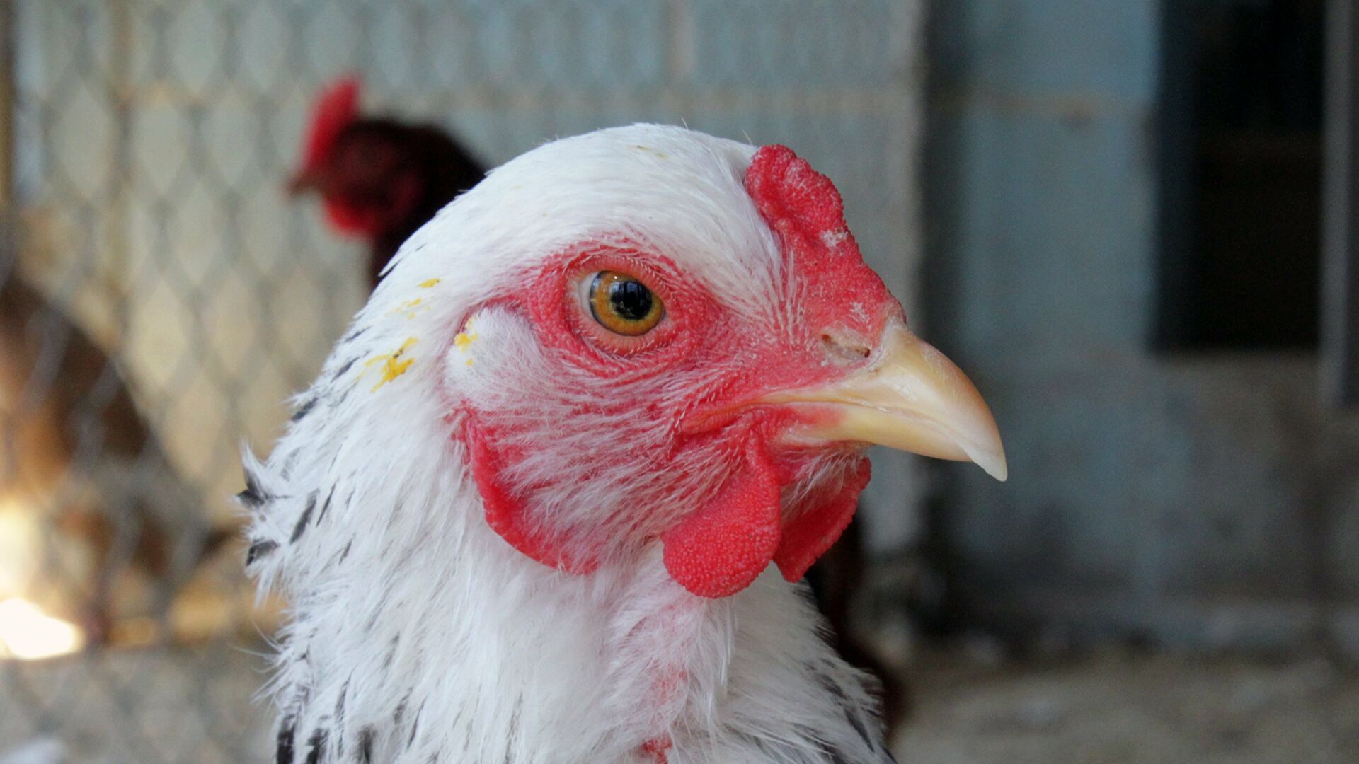 Gripe aviar: ¿Nuestra región está preparada para una nueva ola?