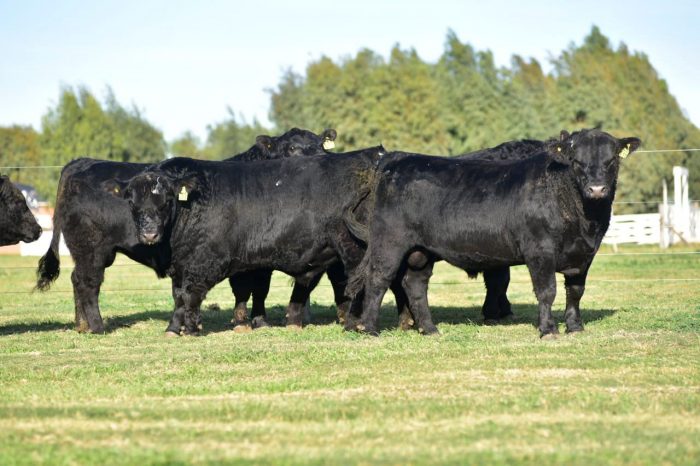 Se fue a la Patagonia, arrancó con 30 vacas y hoy vende 30 toros por año con su cabaña Angus en Río Negro